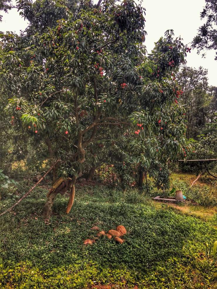 Look at those bright red lychees growing in the backyard of nanajis house in the village